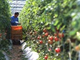 写真：トマトの収穫