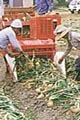 写真：玉ねぎの収穫
