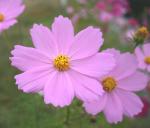 写真：コスモスの花