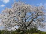 写真：桜の木