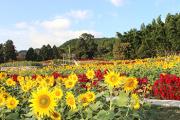 ひまわり園