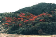 写真：鷹取山