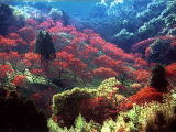 写真：鷹取山の紅葉時の風景