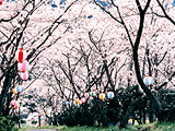 写真：白坂公園の桜並木
