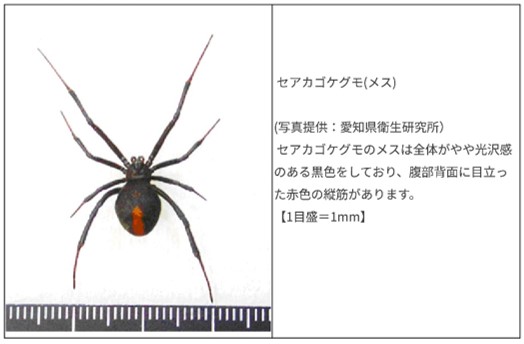 セアカゴケグモ